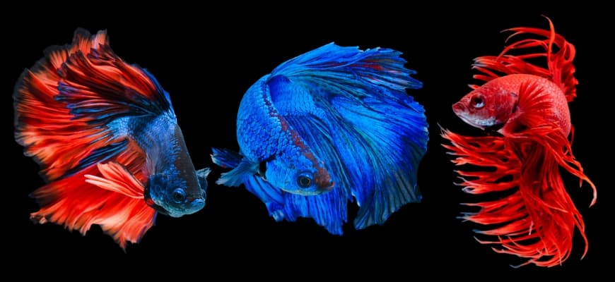 marble betta fish for sale