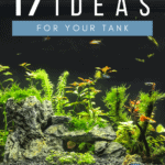 17 Aquascape Ideas for Your Tank - Pin