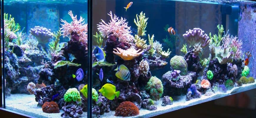 best led aquarium lighting for corals