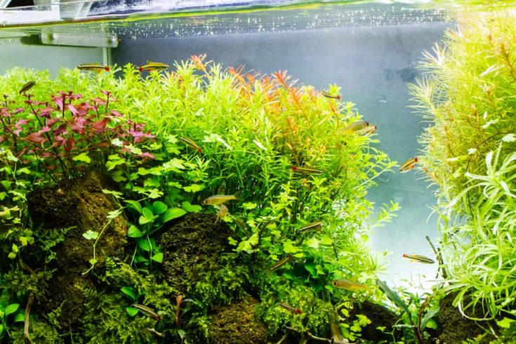 Planted aquarium with tropical fish. Tropical fishes lives happiness in planted tank.
