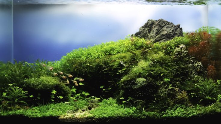 close up image of landscape nature style aquarium tank with a variety of aquatic plants inside.