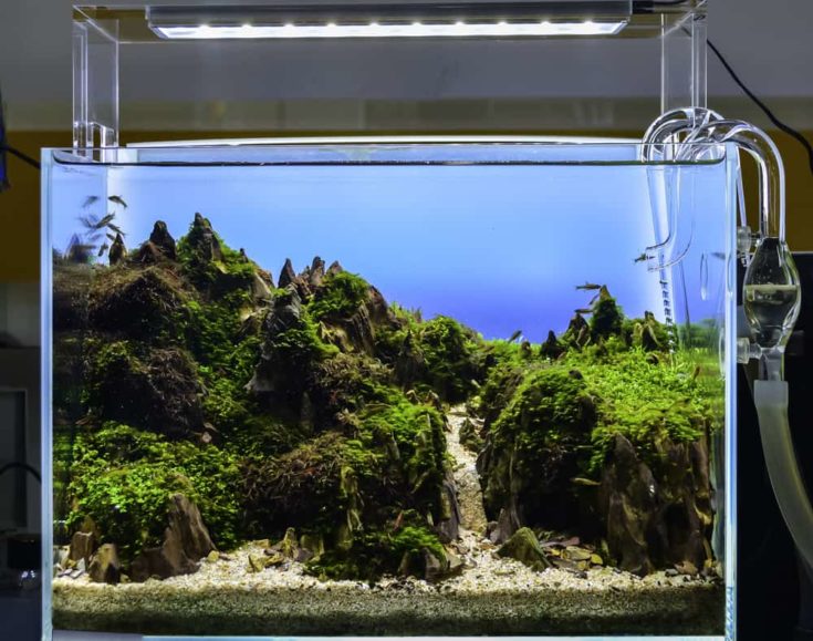 close up image of underwater landscape nature style aquarium tank with a variety of aquatic plants inside.