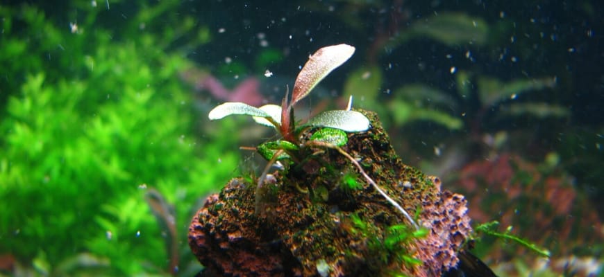 Zorg rijst Grondig CO2 In Aquarium - Signs You Have Too Much And What To Do About It