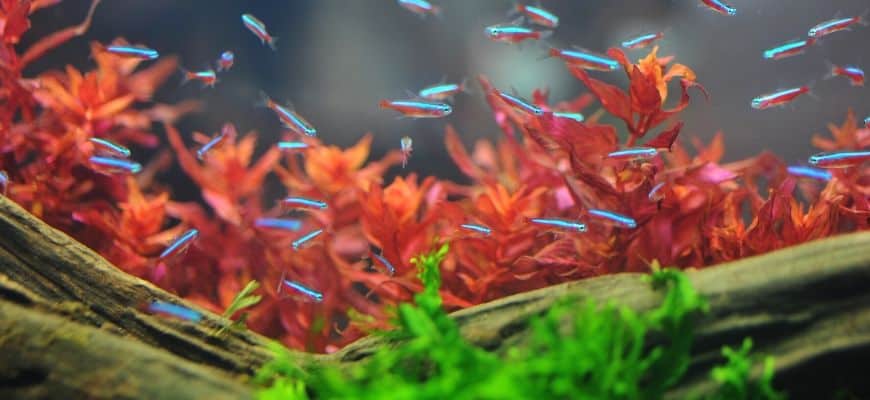 nano aquarium fish