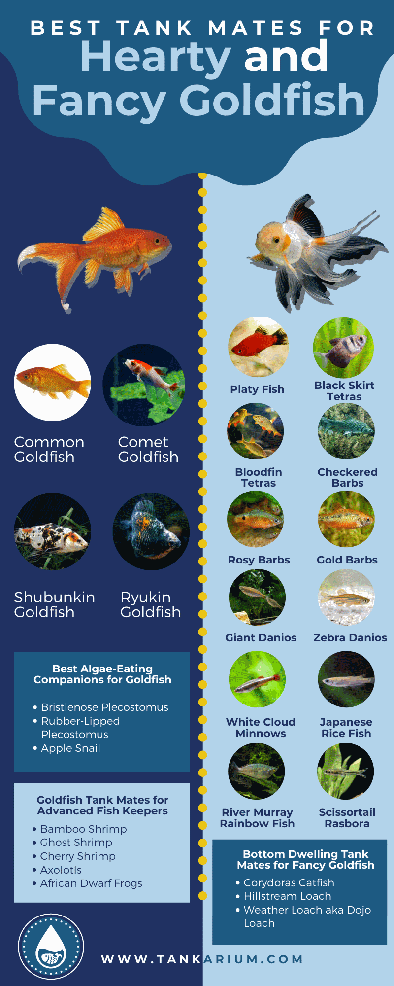 13 Amazing Goldfish Tank Mates (Best Companions)