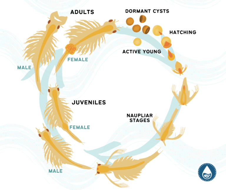 Brine Shrimp (Artemia) Feeding, Life Cycle And Care Guide