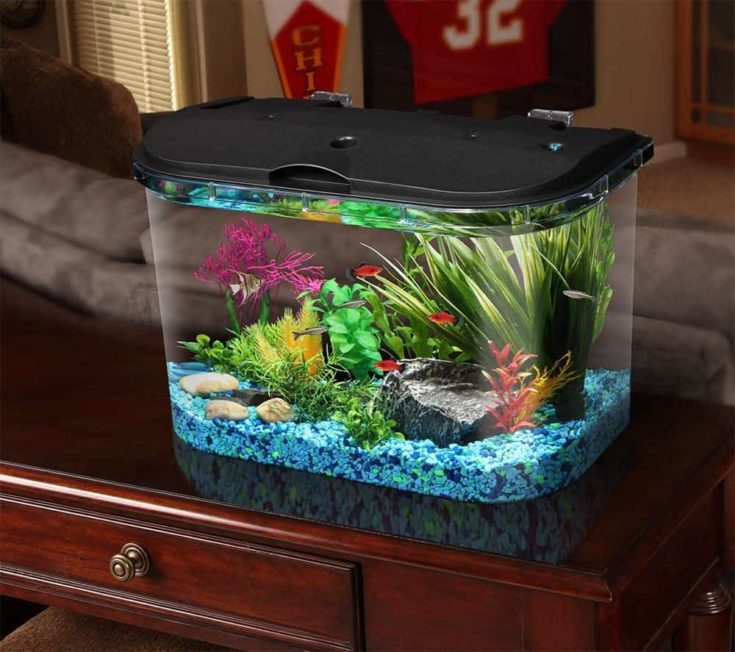 small travel fish tank