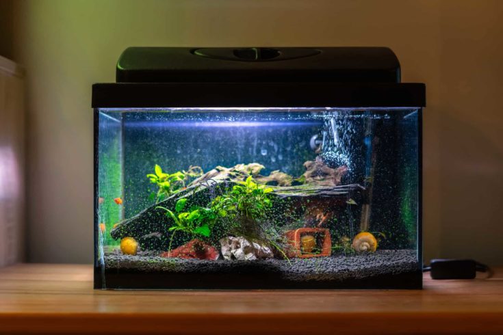 27-small-fish-tank-ideas-complement-your-home-with-style