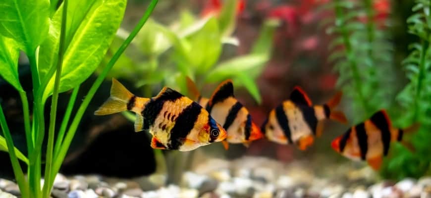 25 Aggressive Freshwater Fish For Your 