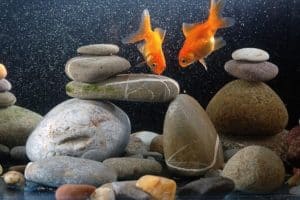 ideal temperature for goldfish aquarium