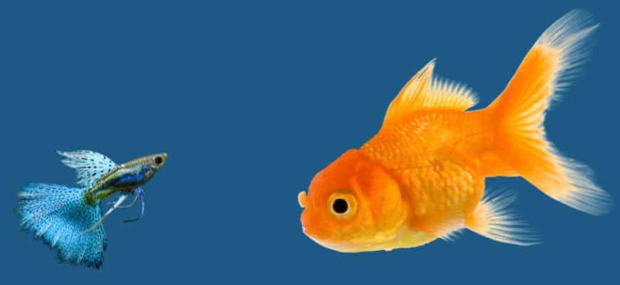 Can Goldfish Live With Guppies?