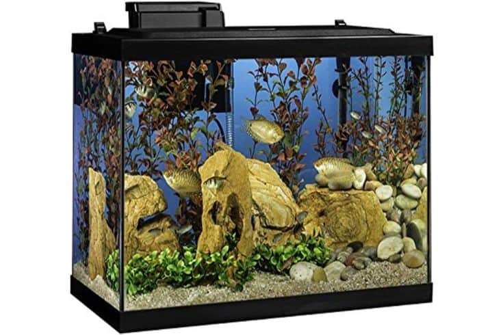 https://www.tankarium.com/wp-content/uploads/2022/10/Tetra-Aquarium-20-Gallon-Fish-Tank-Kit.jpg